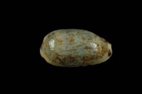 藏品(白貓寶螺)的圖片